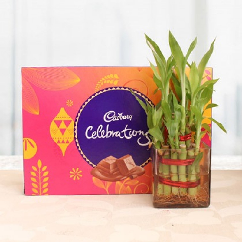 Celebration Box - Lucky Bamboo